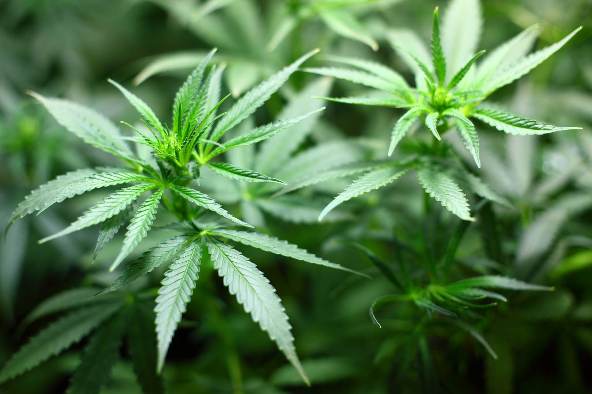 In dem Bild ist ein Ausschnit einer Cannabispflanze dargestellt.